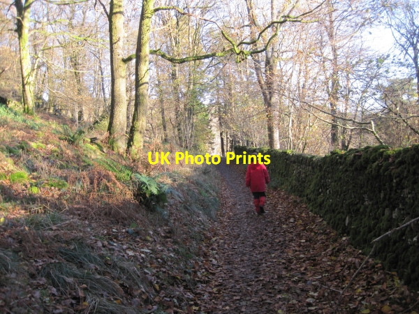 Photo 6"x4" Bridleway through Skelghyll Wood Ambleside c2010