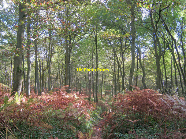Photo 6"x4" Path through Wellington Wood Wellington\/SO4948 c2010