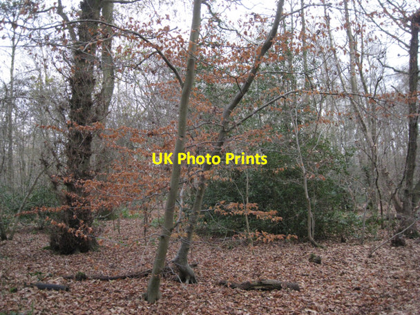 Photo 6"x4" Dorridge Wood, Arden Drive B93 Norton Green\/SP1774 c2010