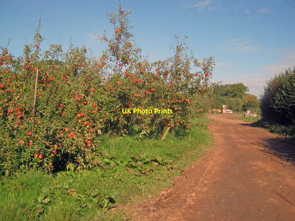 Photo 6"x4" Apple orchard at Putley Putley c2010