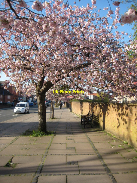 Photo 6"x4" Blossom at Sidbury Worcester c2010