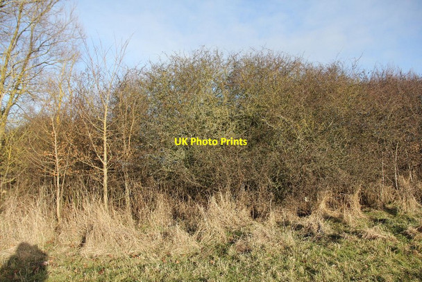 Photo 6"x4" Inside the bush Brighthampton c2010
