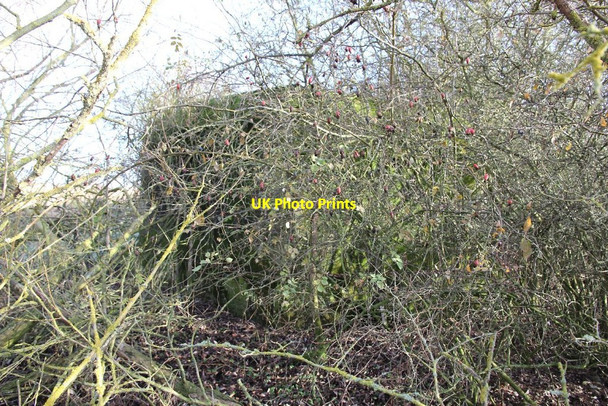 Photo 6"x4" In the bush Brighthampton c2010