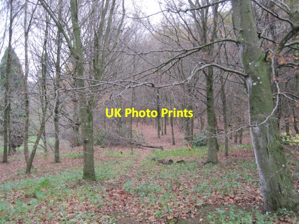 Photo 6"x4" Footpath through Horsleyhill Plantation Simonburn c2010