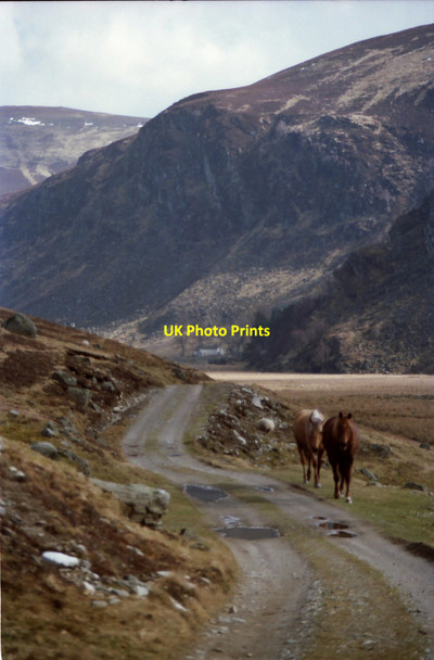 Photo 6"x4" Ponies in Glen Lee Craig Maskeldie c1990