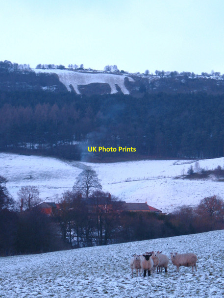 Photo 6"x4" Sheep and a horse High Kilburn c2010