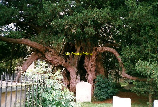 Photo 6"x4" Ancient Yew, St. George's Church, Crowhurst Crowhurst\/TQ3947 c1998