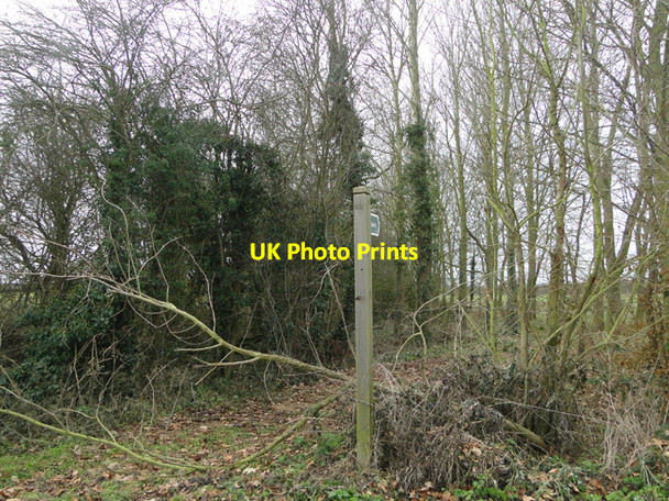 Photo 6"x4" Footpath through a tangle of undergrowth Bramfield\/TM4073 c2010