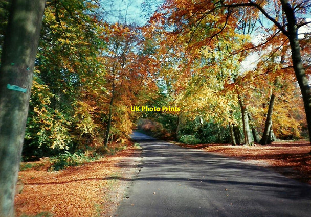 Photo 6"x4" Autumn on the Greensand Ridge, near Knole Hubbard's Hill c1994