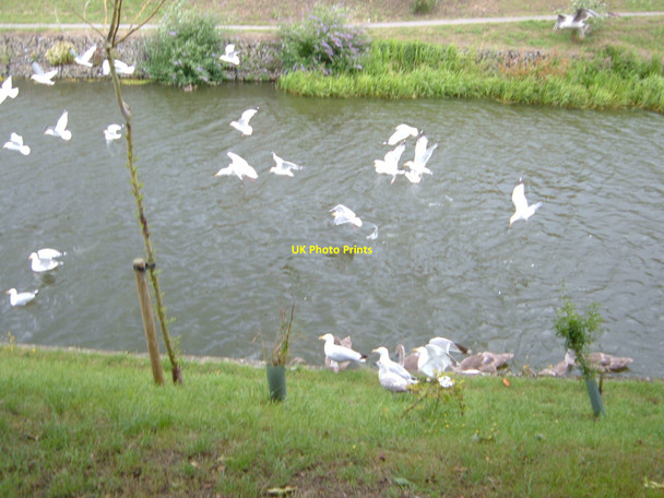 Photo 6"x4" Hythe, Royal Military Canal Hythe\/TR1634 c2009
