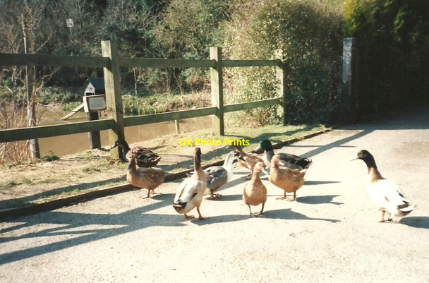 Photo 6"x4" The Occupants of Harvel Duck Pond Great Buckland c1995