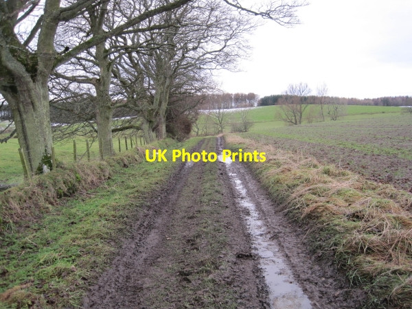 Photo 6"x4" Byway towards Long Plantation Capheaton c2010