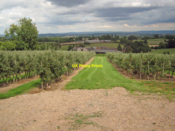 Photo 6"x4" Orchard east of Huntley Hill Ganders Green c2010