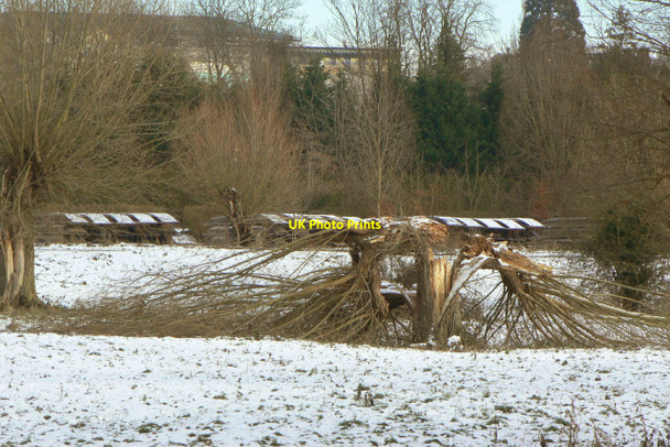 Photo 6"x4" Broken willow Cambridge\/TL4658 c2010