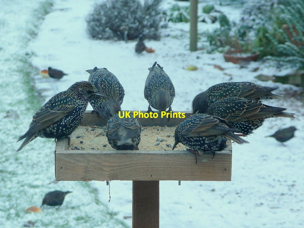 Photo 6"x4" Seven hungry Starlings Bromsash c2010