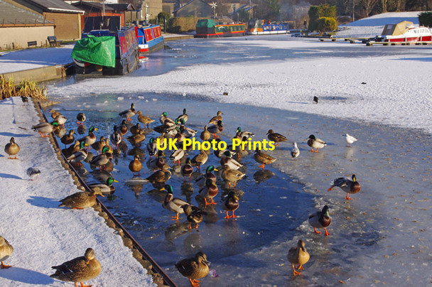 Photo 6"x4" Ducks on the Lancaster Canal Carnforth c2010