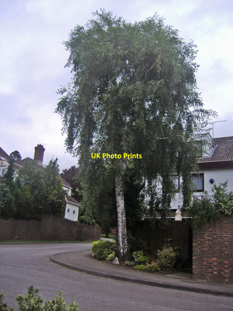 Photo 6"x4" Hollies End, Mill Hill Mill Hill\/TQ2292 c2008