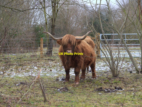 Photo 6"x4" Highland Cow, Clara Vale Nature Reserve Ryton\/NZ1564 c2010