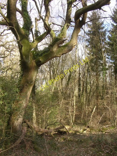 Photo 6"x4" Trees in the King's Copse Inclosure, New Forest Exbury c2006