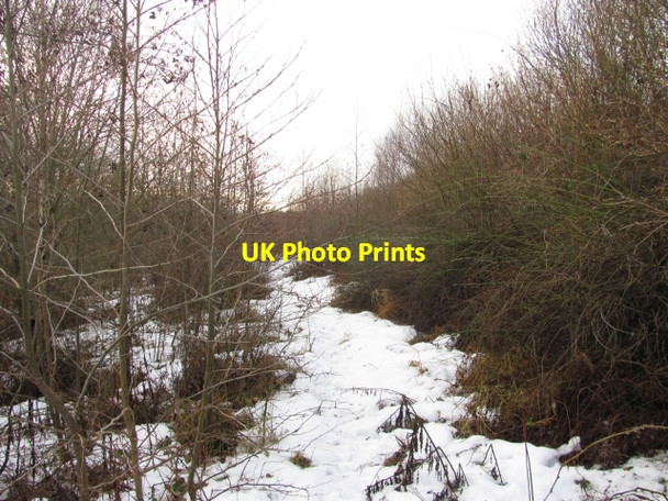 Photo 6"x4" Woodland path Blairhall\/NT0089 c2011