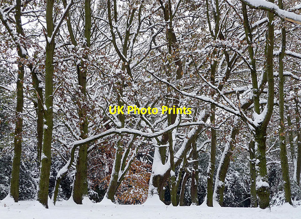 Photo 6"x4" Snowy Streatham Common (7) Streatham c2010