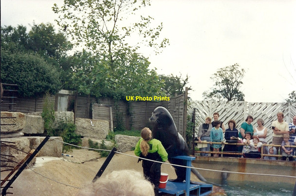 Photo 6"x4" Windsor Safari Park Clewer Green c1992 P1