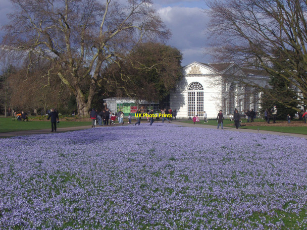 Photo 6"x4" Chinodoxa flowers in Kew Gardens Brentford c2010
