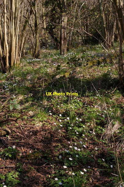 Photo 6"x4" Anemones, near Dove Holes Milldale c2010
