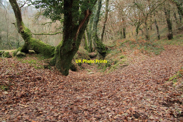 Photo 6"x4" Remains of leat by the Dart Holne c2011