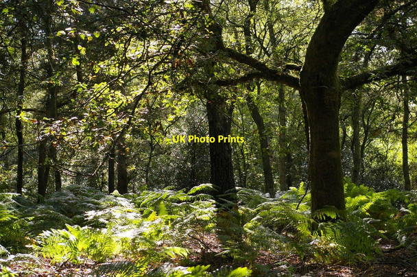Photo 6"x4" Woods north of Leith Hill Coldharbour\/TQ1443 c2010