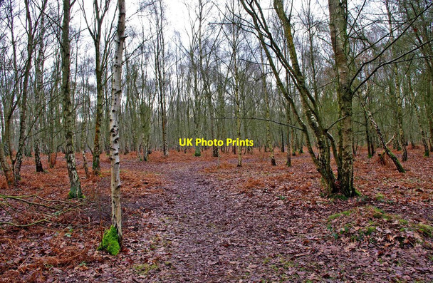 Photo 6"x4" Woodland in Highgate Common Country Park Greensforge c2011