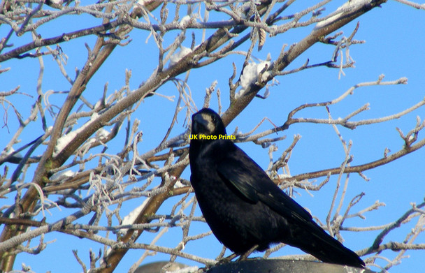 Photo 6"x4" A Rook at Lossiemouth Lossiemouth c2010