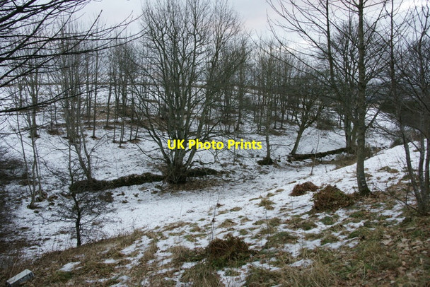 Photo 6"x4" Wooded glen, Airlie Airlie\/NO3150 c2011