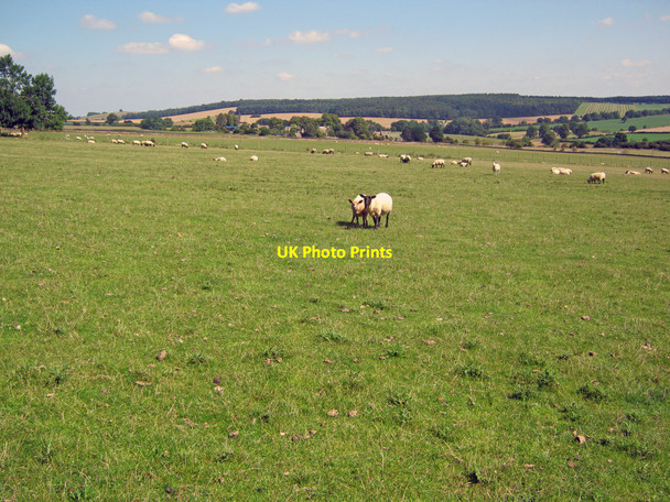 Photo 6"x4" Sheep grazing land west of Cutsdean Cutsdean c2010