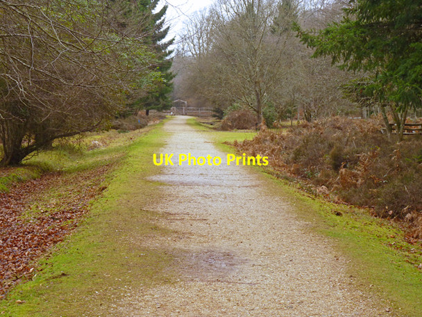 Photo 6"x4" Main Path through Blackwater Arboretum North Weirs c2011