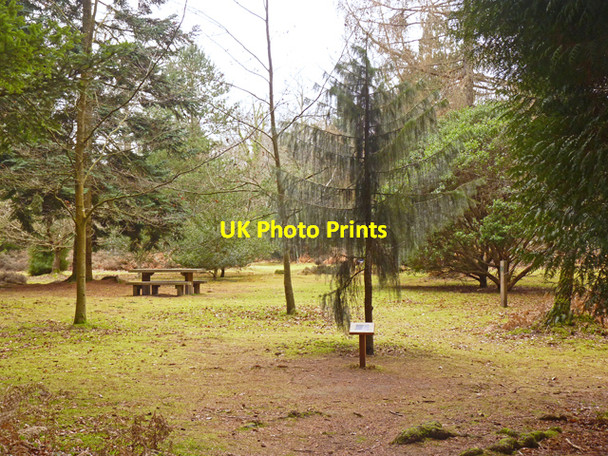 Photo 6"x4" Trees in Blackwater Arboretum North Weirs c2011