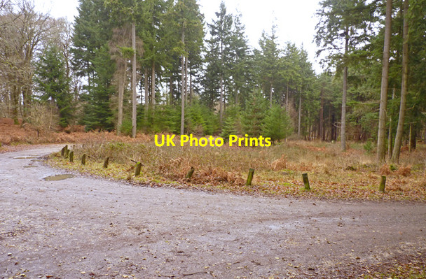 Photo 6"x4" Forest near Brock Hill Car Park Bank\/SU2807 c2011