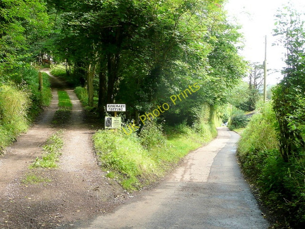 Photo 6"x4" Track to Rosemary Topping English Bicknor c2009