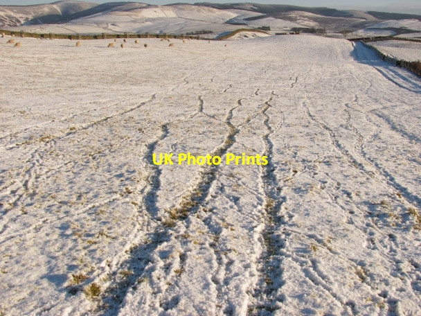 Photo 6"x4" Sheep trails, Upper Stewarton Harehope\/NT2044 c2011