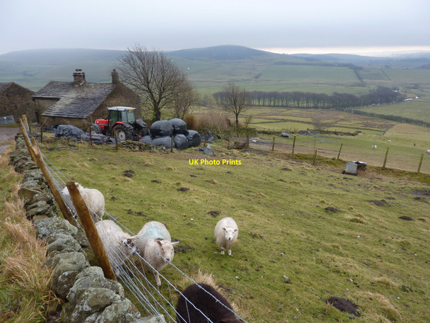 Photo 6"x4" Sheep and a tractor at Hillside Farm Perryfoot c2011