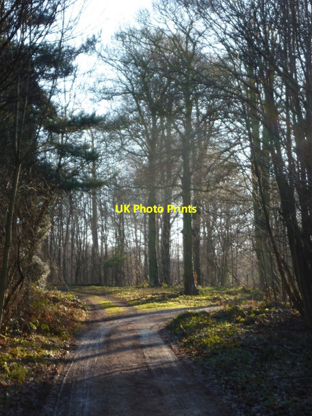Photo 6"x4" Track in Langwith Wood Shirebrook c2011