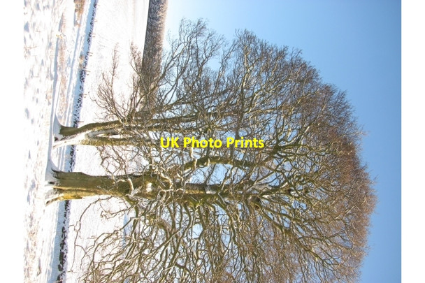Photo 6"x4" Trees beside the A703 Waterheads c2011