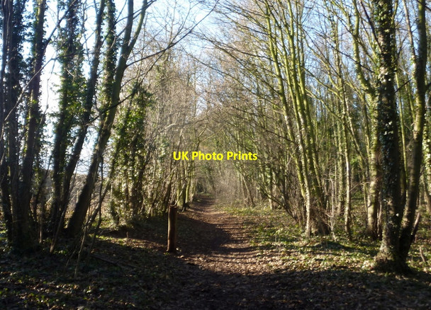 Photo 6"x4" Footpath west through Cuckney Hay Wood Market Warsop c2011