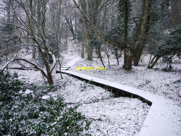 Photo 6"x4" Board walk through Middle Wood from the Curling Pond Ryton\/NZ1564 c2011