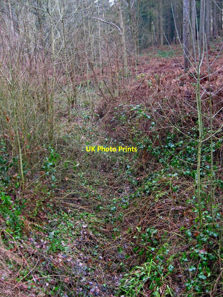 Photo 6"x4" An invisible steam in Eymore Wood Holbeache c2011