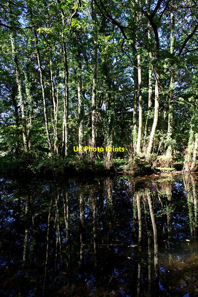 Photo 6"x4" Trees - Reflected Ayshford c2010
