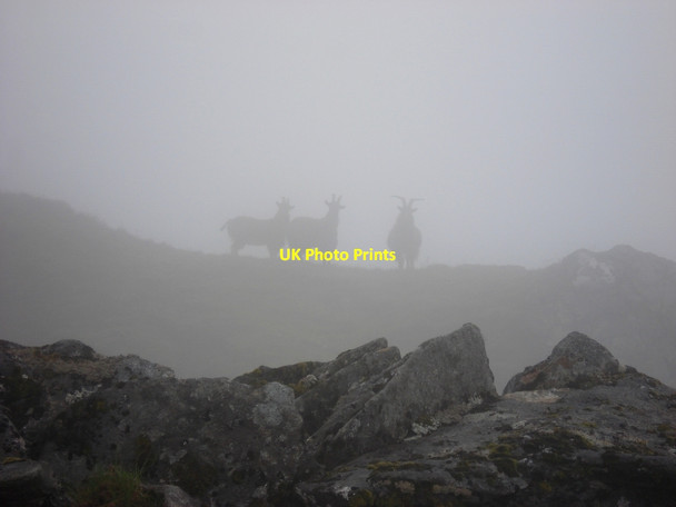 Photo 6"x4" Feral goats An Socach\/NH1033 c2007