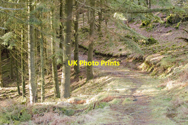 Photo 6"x4" Track through Hob Gill Plantation Force Forge c2011