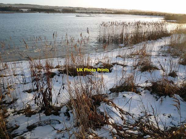 Photo 6"x4" Ice and reeds:  the Cromarty Firth shoreline in winter Dingwall\/NH5458 c2011