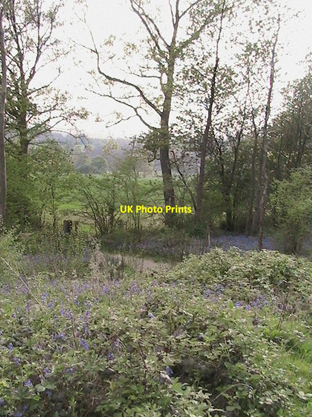 Photo 6"x4" Bluebells north-east of Ightham Mote Ivy Hatch c2007